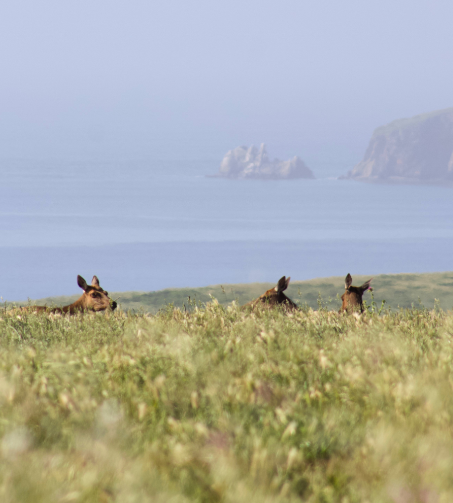 tule elk in point reyes national seashore. image by Grace Milstein